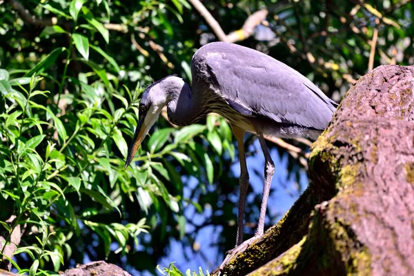 Grey Heron Fishing Low Tree — Stock Photo, Image