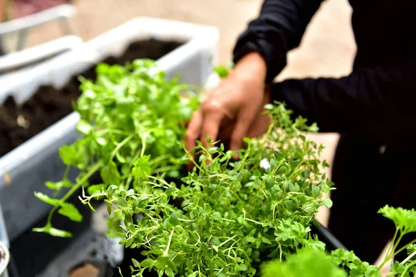 Jeune Femme Européenne Faisant Jardinage — Photo