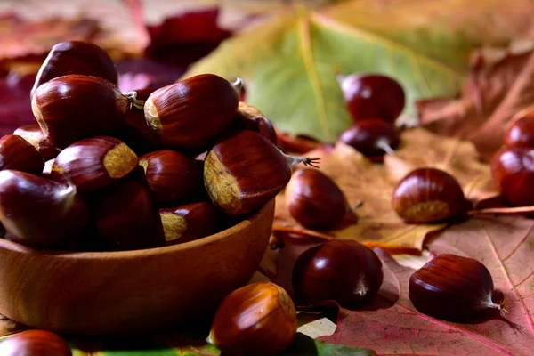 Castagne Fresche Dalla Foresta — Foto Stock