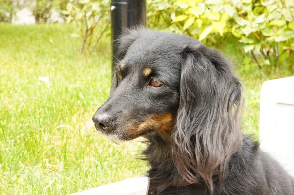 Pies Dachshund Siedzi Pobliżu Trawnika — Zdjęcie stockowe