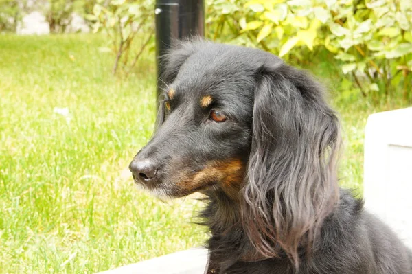 Chien Dachshund Est Assis Près Pelouse — Photo