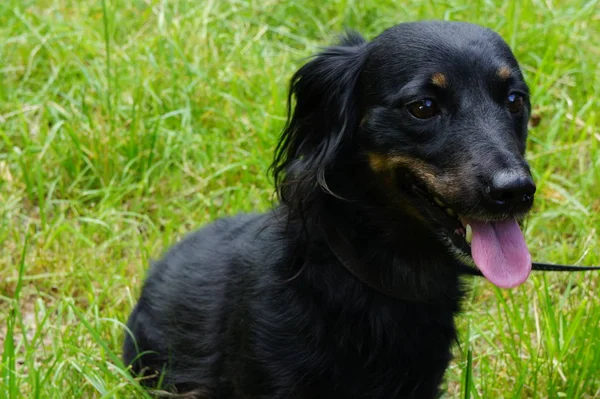 Köpek. Dachshund çimenlerin üzerinde oturur.