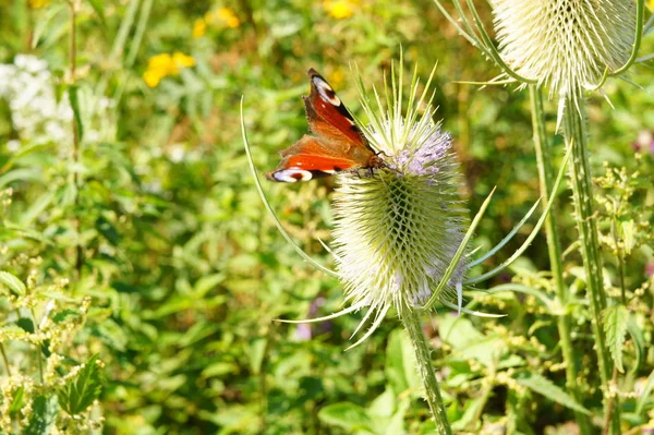 蝶が花の蜜を飲む — ストック写真