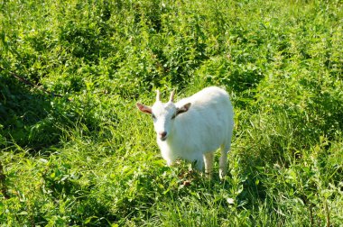 Çocuk çimenlerde duruyor.