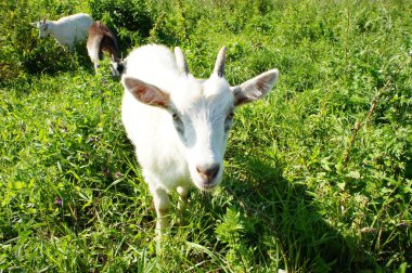 Keçi çocuklar ile otların arasında duruyor.
