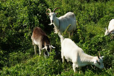 Keçi de cephede duruyor ve çocuklara benziyor.