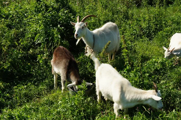 Keçi çim çocuklarla grazes.