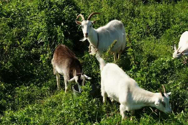Keçi de cephede duruyor ve çocuklara benziyor.