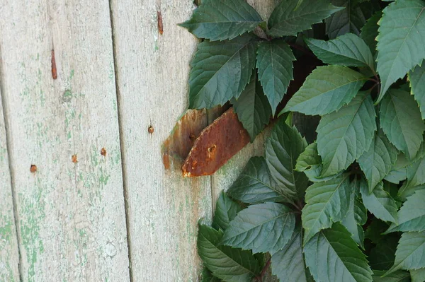 Hek Houten Met Een Oude Beugel — Stockfoto