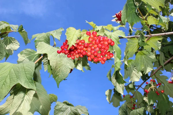 Kırmızı meyveler ile kartopu fışkın.