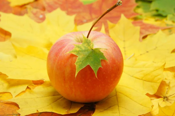 Autunno Foglia Sulla Mela — Foto Stock