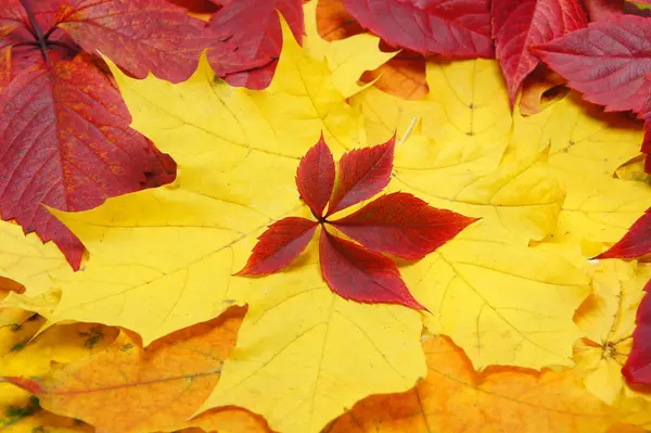 Otoño Hojas Rojas Amarillas — Foto de Stock