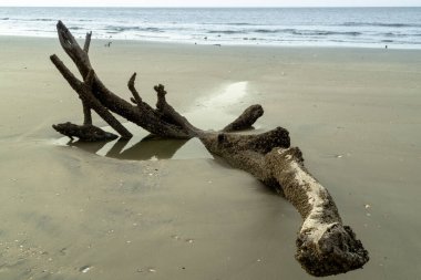 Edisto Beach, Güney Carolina 'da Driftwood Sahili' nde Driftwood Sahili 'nde sürükleniyor.