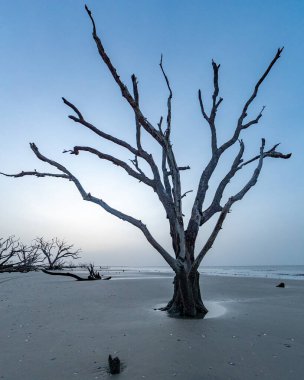 Gündoğumunda Güney Carolina, Edisto Adası 'ndaki Driftwood Sahili' nde Bir Yalnız Ağaç Duruyor