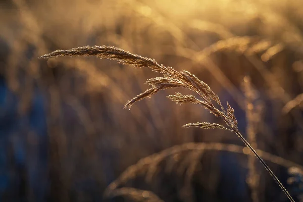 Blade Grass Winter Sun — Stock Photo, Image
