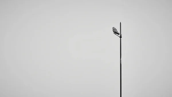 Vogel Hockte Auf Blitzableiter — Stockfoto