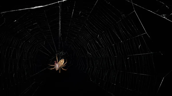 Spinne Der Schwarzen Nacht — Stockfoto