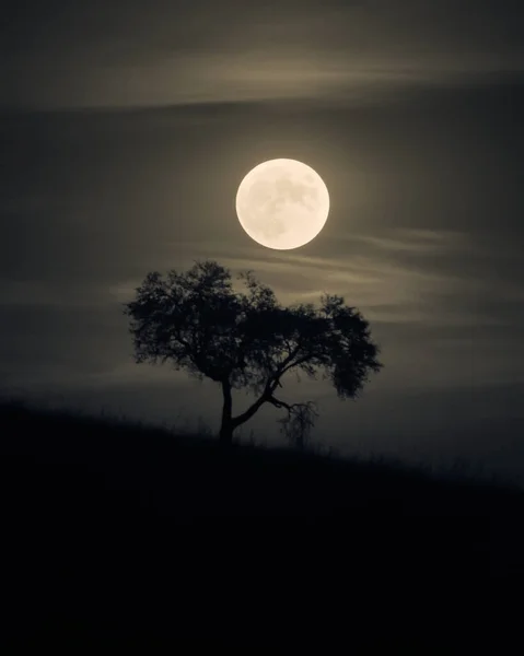 Full Moon Tree Hill — Stock Photo, Image