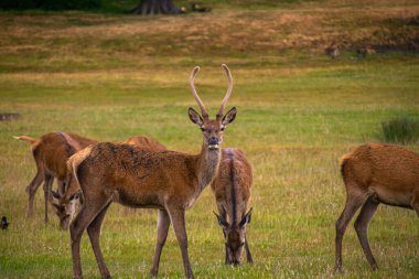 Bir grup geyiğin durduğu fotoğraf Richmond Park, Londra 'daki doğada dinleniyor.