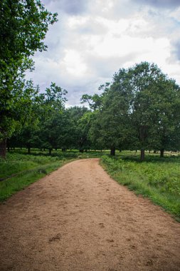Richmond Park, Londra 'daki bir ormanda çekilmiş bir fotoğraf.