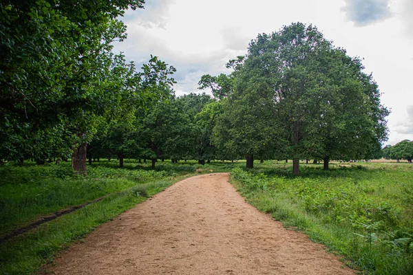 Foto Väg Skog Richmond Park London — Stockfoto