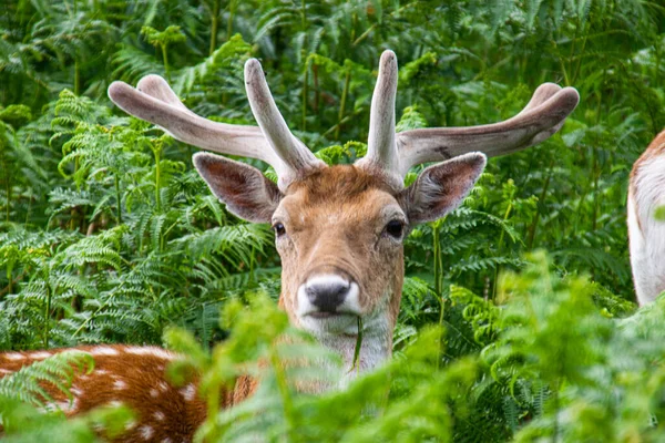 Foto Cervo Bonito Agradável Pacificamente Natureza Richmond Park Londres — Fotografia de Stock