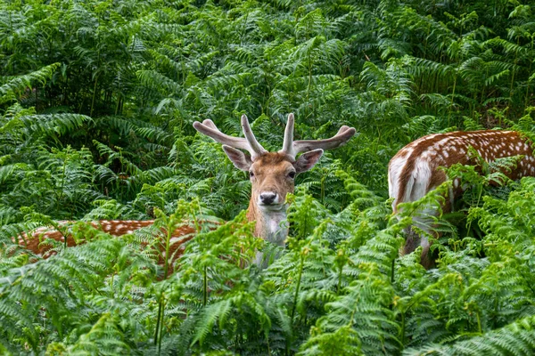 ロンドンのリッチモンド公園の自然の中に静かに佇む美しく素敵な鹿の写真 — ストック写真