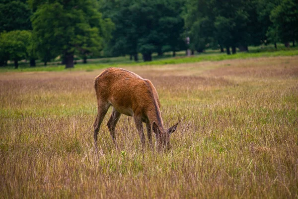 Foto Hermoso Agradable Ciervo Parado Pacíficamente Naturaleza Richmond Park Londres — Foto de Stock