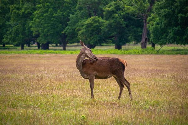 在伦敦里士满公园 一只美丽而美丽的小鹿安静地站在大自然中的照片 — 图库照片