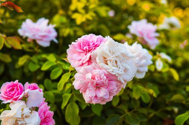 Bahçedeki güzel pembe ve beyaz çiçeklerin fotoğrafı.. 
