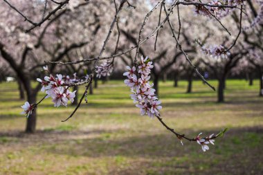 Baharda kiraz ağaçlarından oluşan bir ormanın fotoğrafı. Parktaki ve doğadaki güzel ağaçlar