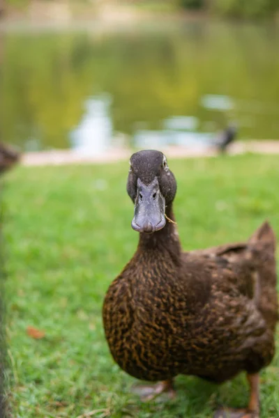 公園の中でリラックスした黒いアヒルの散歩の写真 — ストック写真