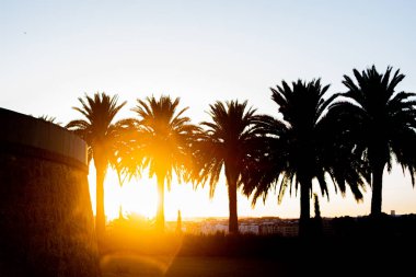 Gün batımında birkaç palmiye ağacının stok fotoğrafı. Tropikal atmosfer ve güneşli yaz konsepti. 