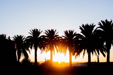Gün batımında birkaç palmiye ağacının stok fotoğrafı. Tropikal atmosfer ve güneşli yaz konsepti. 