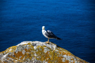 İspanya, Galiçya 'da, Cies Adası' nda okyanus olan bir kayanın tepesindeki güzel ve genç bir martının fotoğrafı. Güneşli gün, yaz, tatiller.