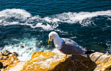 İspanya, Galiçya 'da, Cies Adası' nda okyanus olan bir kayanın tepesindeki güzel ve genç bir martının fotoğrafı. Güneşli gün, yaz, tatiller.