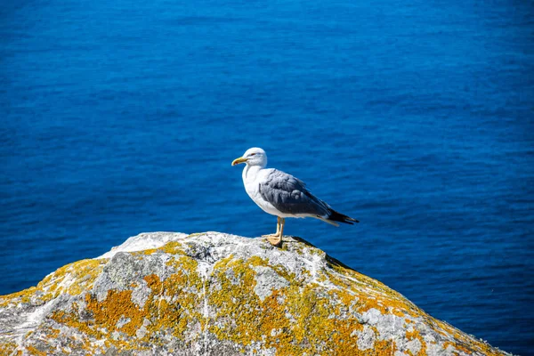 Photo Une Belle Jeune Mouette Sommet Rocher Avec Océan Arrière — Photo