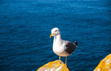 İspanya, Galiçya 'da, Cies Adası' nda okyanus olan bir kayanın tepesindeki güzel ve genç bir martının fotoğrafı. Güneşli gün, yaz, tatiller.