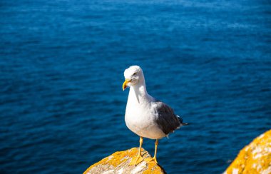 İspanya, Galiçya 'da, Cies Adası' nda okyanus olan bir kayanın tepesindeki güzel ve genç bir martının fotoğrafı. Güneşli gün, yaz, tatiller.
