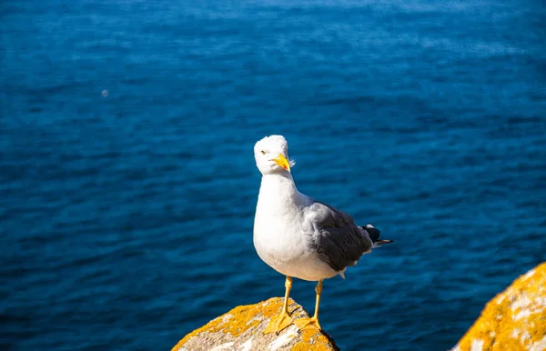 Foto Uma Linda Jovem Gaivota Topo Uma Rocha Com Oceano — Fotografia de Stock