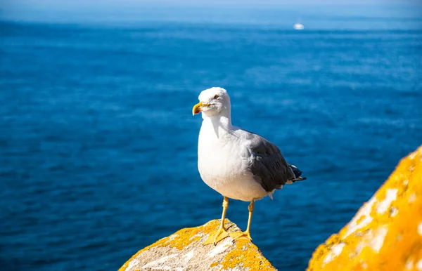 İspanya, Galiçya 'da, Cies Adası' nda okyanus olan bir kayanın tepesindeki güzel ve genç bir martının fotoğrafı. Güneşli gün, yaz, tatiller.