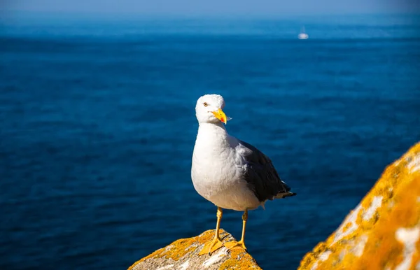 Foto Einer Schönen Und Jungen Möwe Auf Einem Felsen Mit — Stockfoto