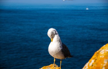 İspanya, Galiçya 'da, Cies Adası' nda okyanus olan bir kayanın tepesindeki güzel ve genç bir martının fotoğrafı. Güneşli gün, yaz, tatiller.