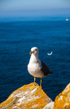 İspanya, Galiçya 'da, Cies Adası' nda okyanus olan bir kayanın tepesindeki güzel ve genç bir martının fotoğrafı. Güneşli gün, yaz, tatiller.