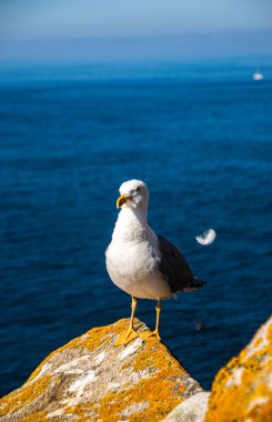 İspanya, Galiçya 'da, Cies Adası' nda okyanus olan bir kayanın tepesindeki güzel ve genç bir martının fotoğrafı. Güneşli gün, yaz, tatiller.