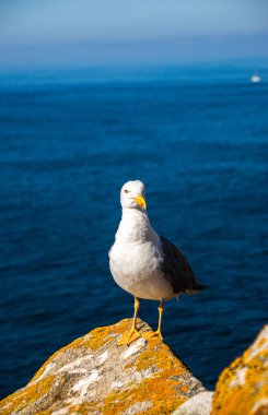 İspanya, Galiçya 'da, Cies Adası' nda okyanus olan bir kayanın tepesindeki güzel ve genç bir martının fotoğrafı. Güneşli gün, yaz, tatiller.