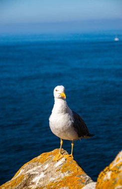 İspanya, Galiçya 'da, Cies Adası' nda okyanus olan bir kayanın tepesindeki güzel ve genç bir martının fotoğrafı. Güneşli gün, yaz, tatiller.