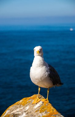 İspanya, Galiçya 'da, Cies Adası' nda okyanus olan bir kayanın tepesindeki güzel ve genç bir martının fotoğrafı. Güneşli gün, yaz, tatiller.
