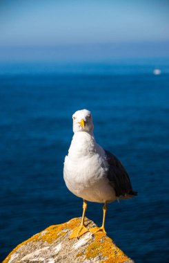 İspanya, Galiçya 'da, Cies Adası' nda okyanus olan bir kayanın tepesindeki güzel ve genç bir martının fotoğrafı. Güneşli gün, yaz, tatiller.