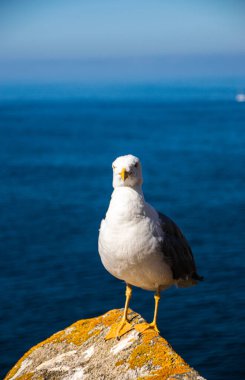 İspanya, Galiçya 'da, Cies Adası' nda okyanus olan bir kayanın tepesindeki güzel ve genç bir martının fotoğrafı. Güneşli gün, yaz, tatiller.
